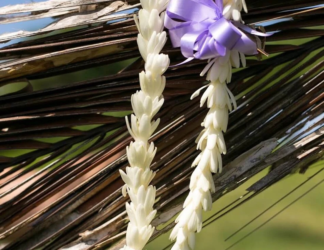 White Hawaiian lei displayed near palm leaves