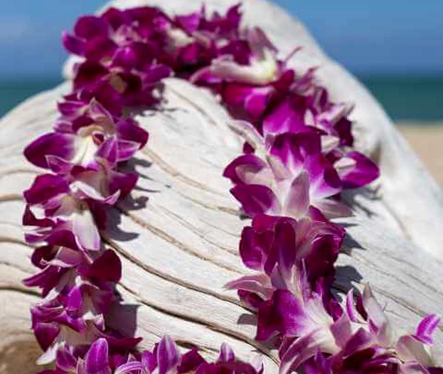 Purple orchid lei by the ocean